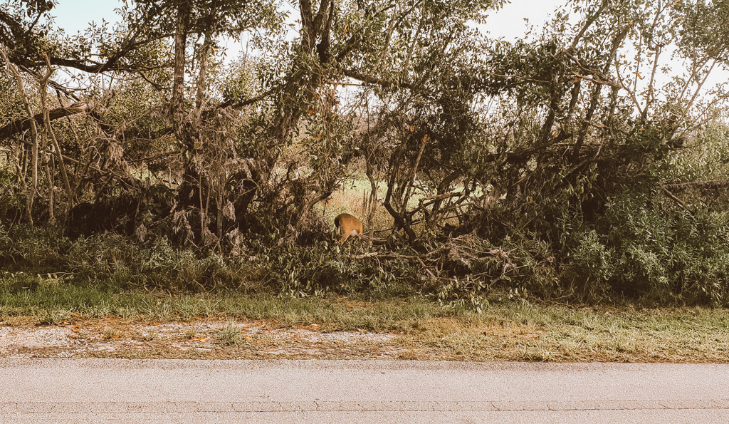 deer on big pine key