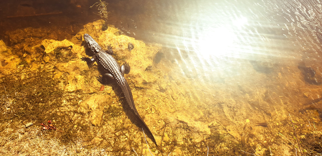 things to do everglades national park