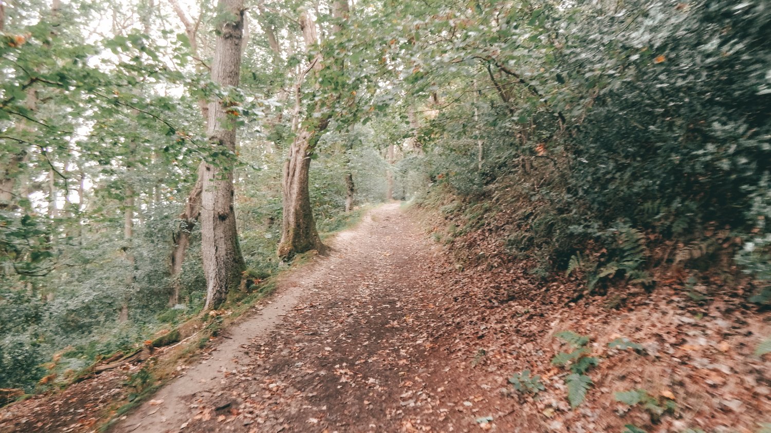 beginning of the bridestones walk at dalby forest