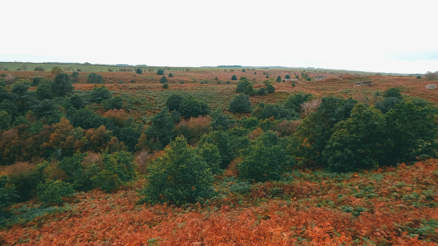 autumn walk in dalby forest