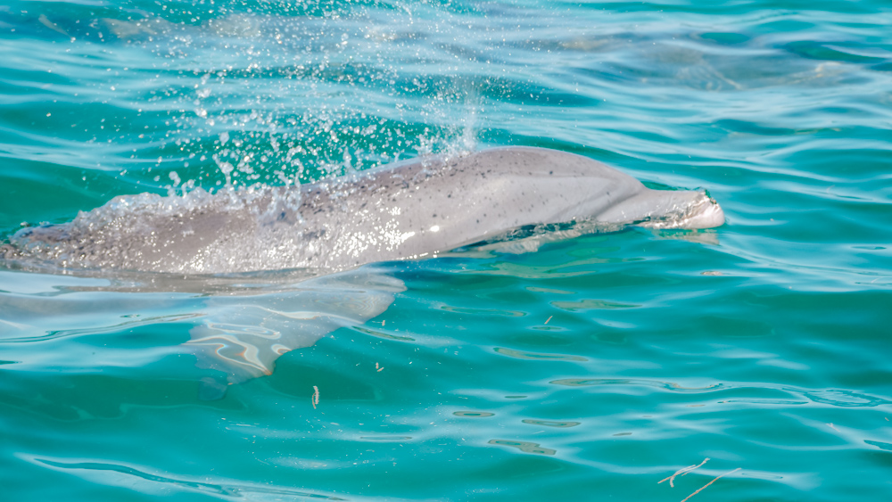 Dolphin cruise in Key West