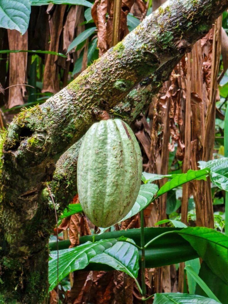 cocoa plant at the bribri village