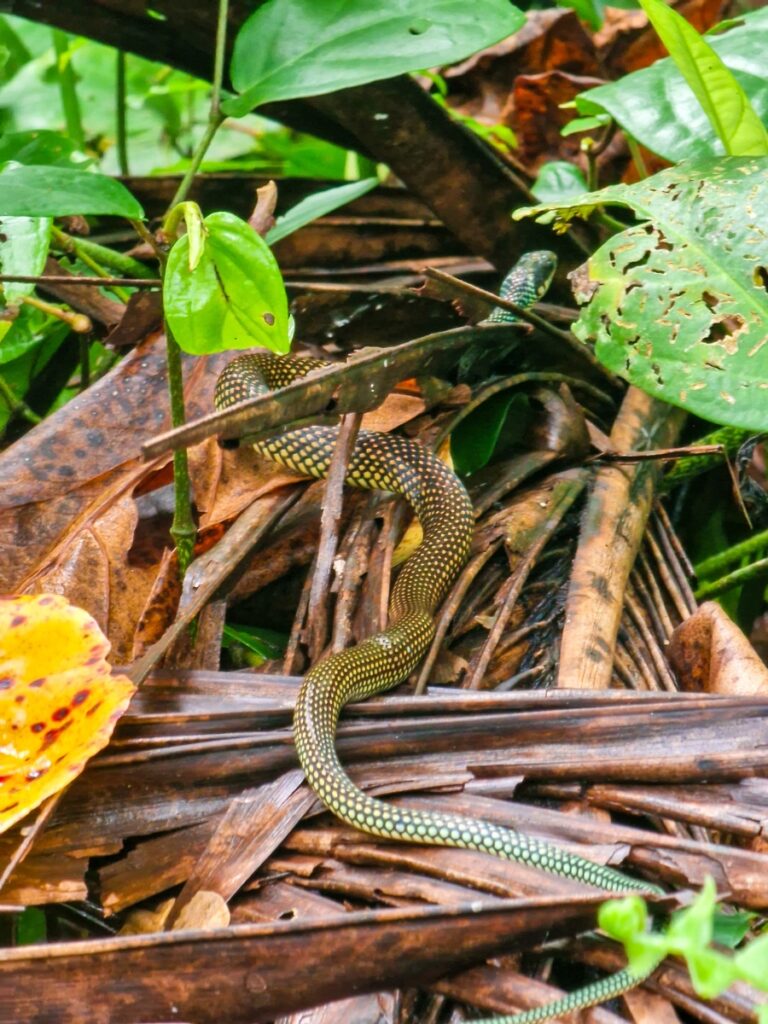 snake in cahuita national park
