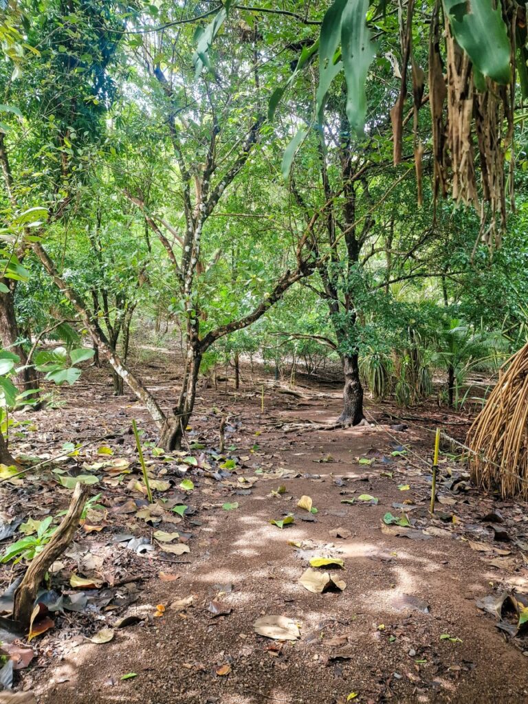 walking path tortuga island costa rica