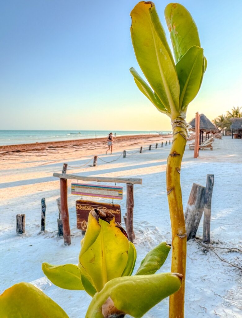 beach in Holbox