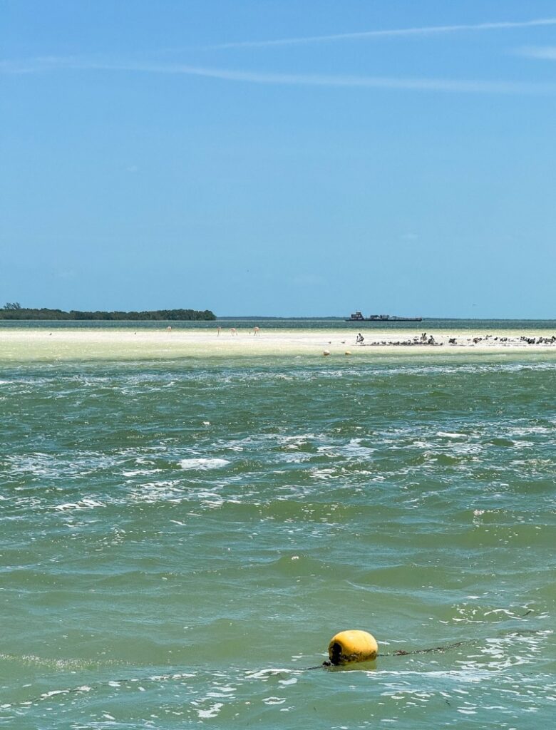 flamingos in holbox