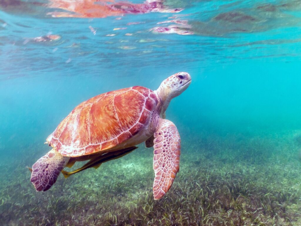 turtle in akumal mexico