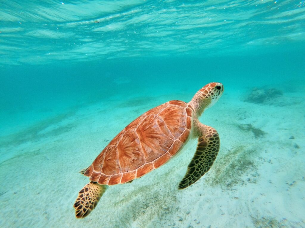 turtle in akumal beach mexico