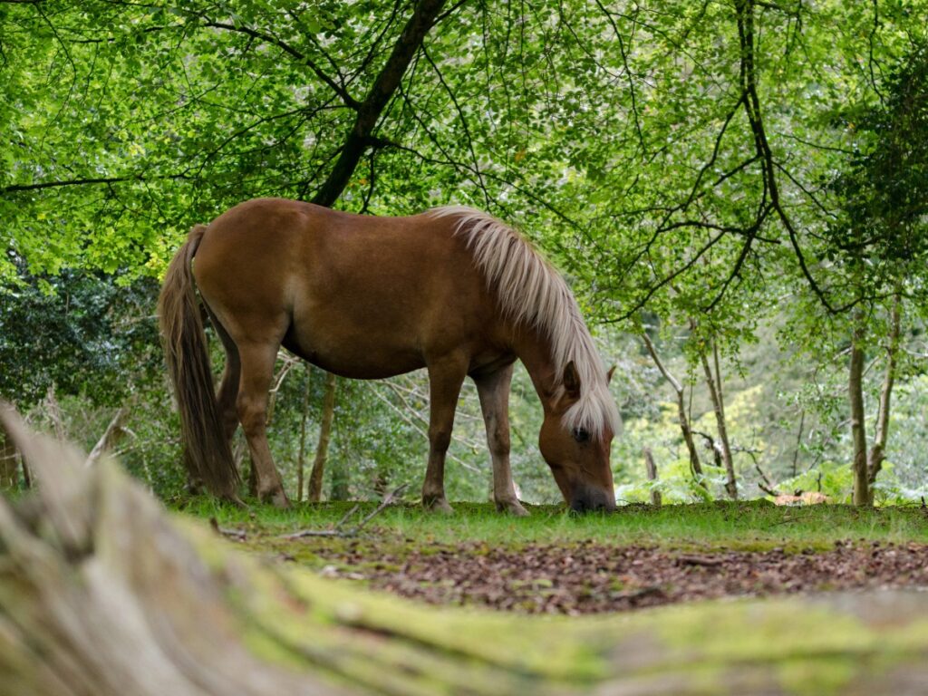new forest in hampshire
