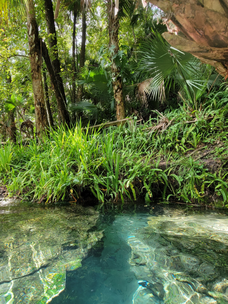 rock springs at kelly park