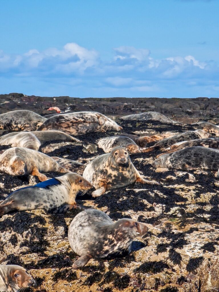 seals farne islands