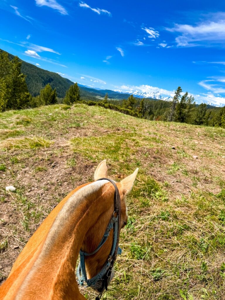 horse riding in grand teton