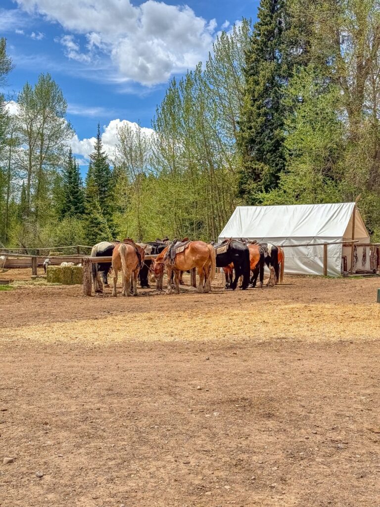 horse riding in grand teton usa