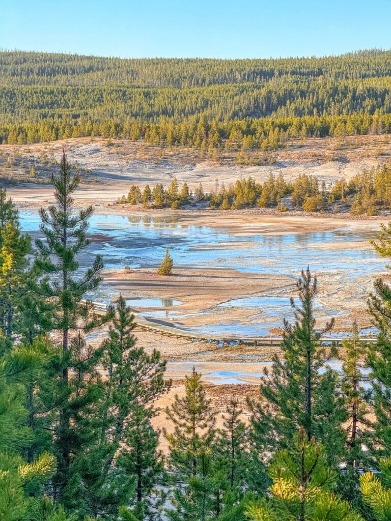 Norris geyser in Yellowstone