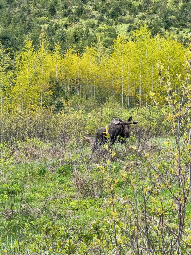 Moose in Yoho