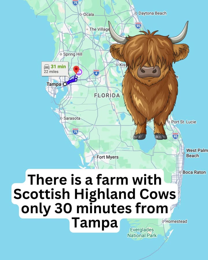 Cow Creek Farm in florida