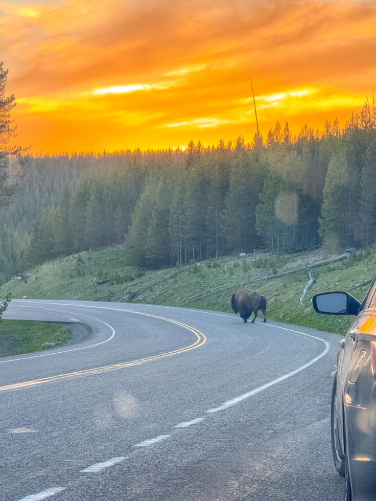 bison in yellowstone