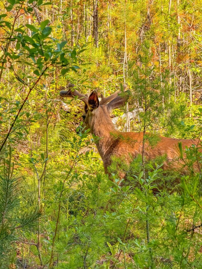wildlife in glacier national park