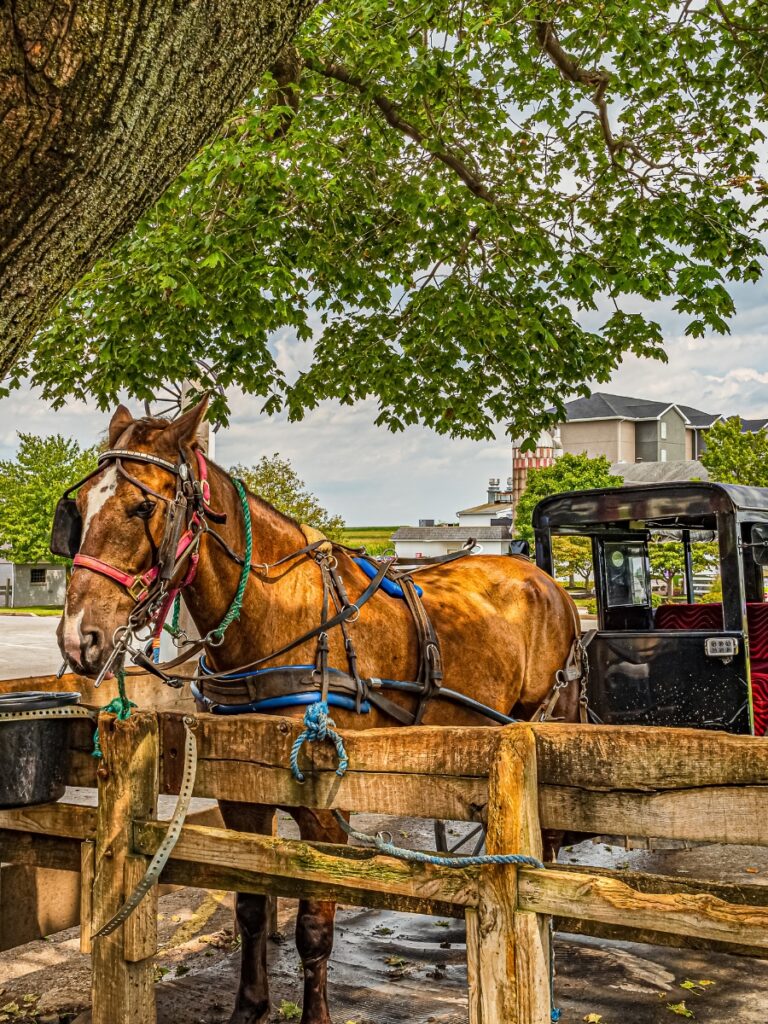 buggy in Lancaster PA