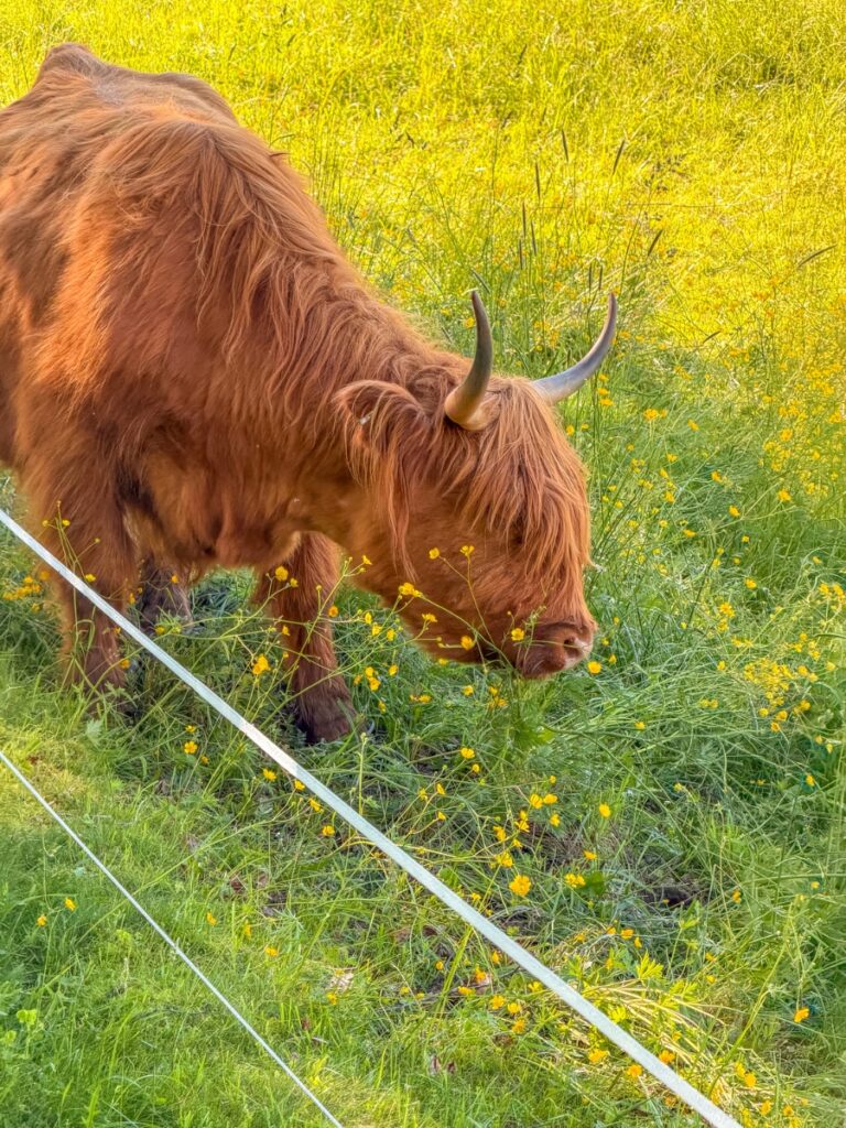 cows at Von trapp lodge in Stowe