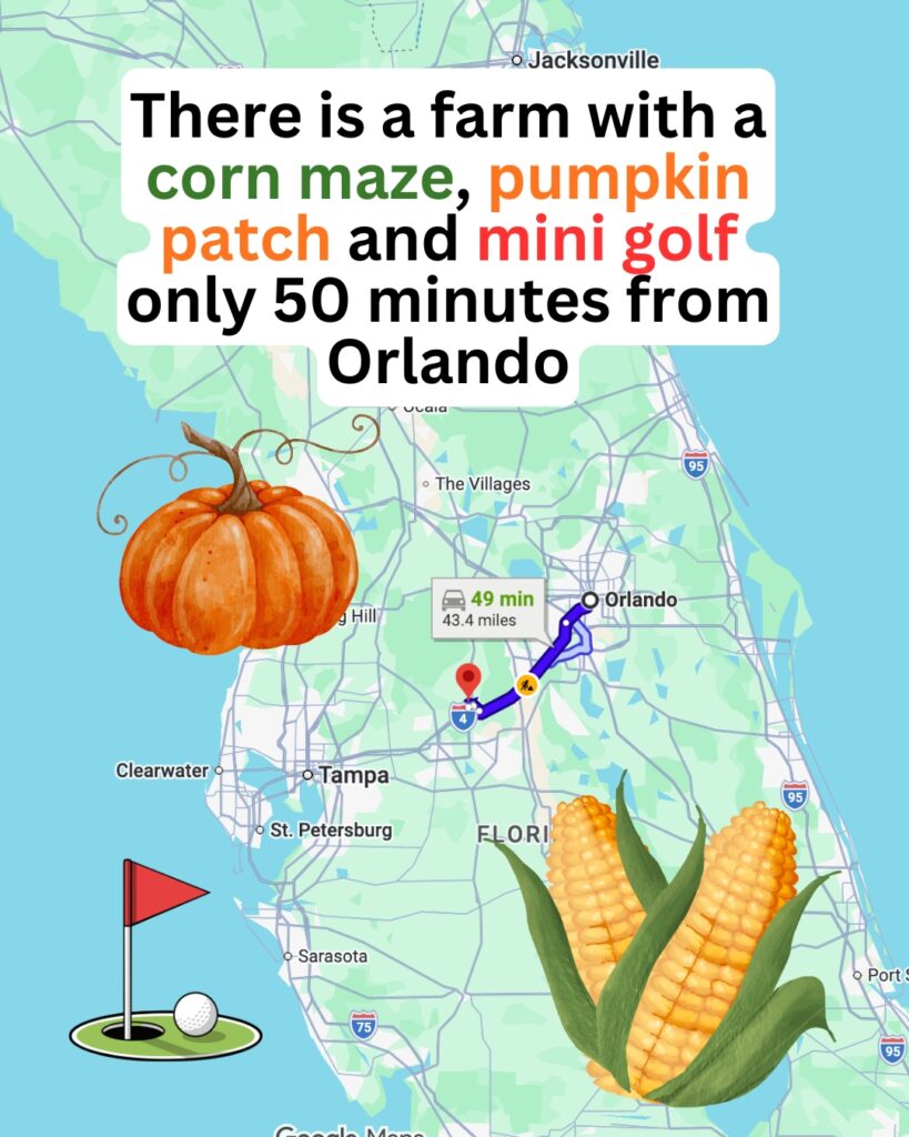 Harvest Holler Corn Maze