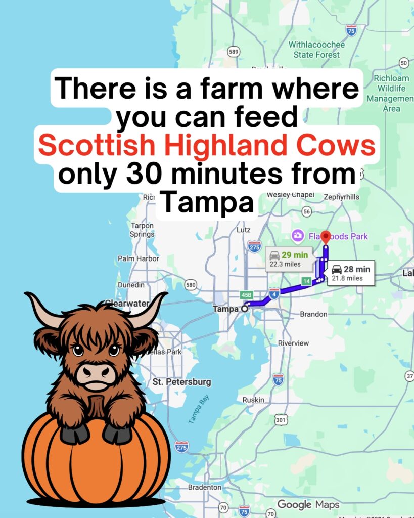 cow creek farm near tampa