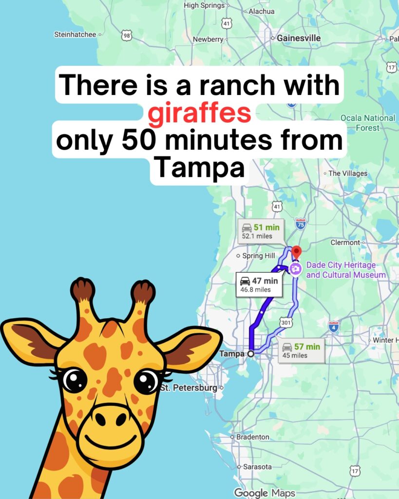 giraffe ranch