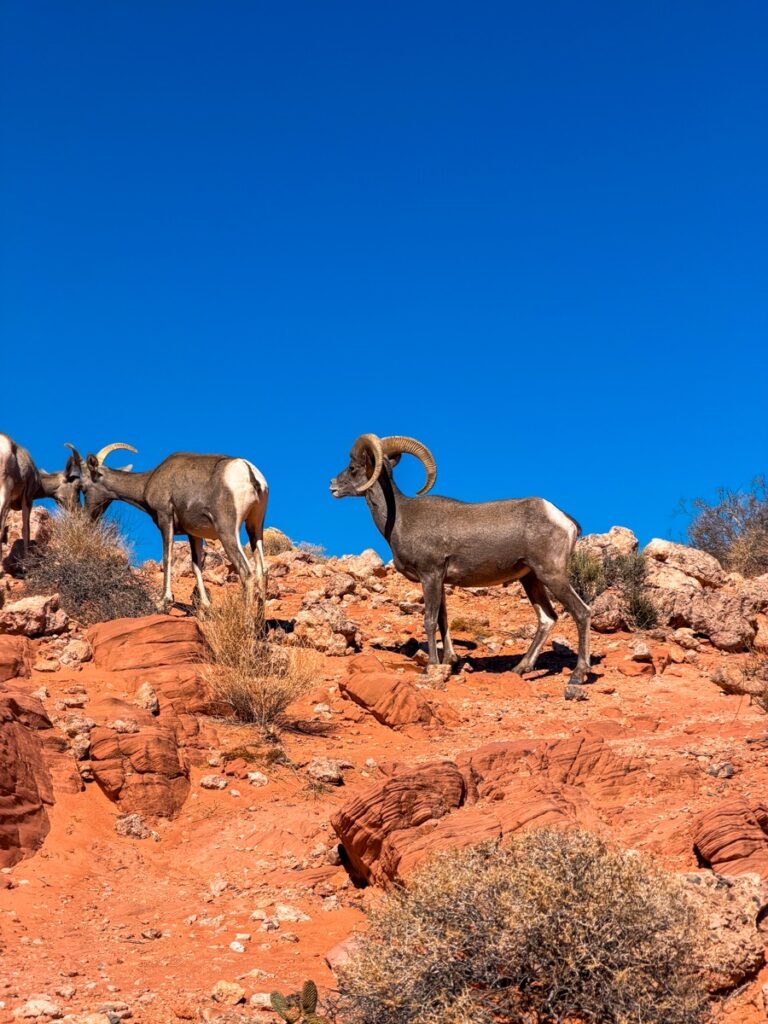 A desert bighorn ram with full curl horns in the Valley of Fire State Park, Nevada