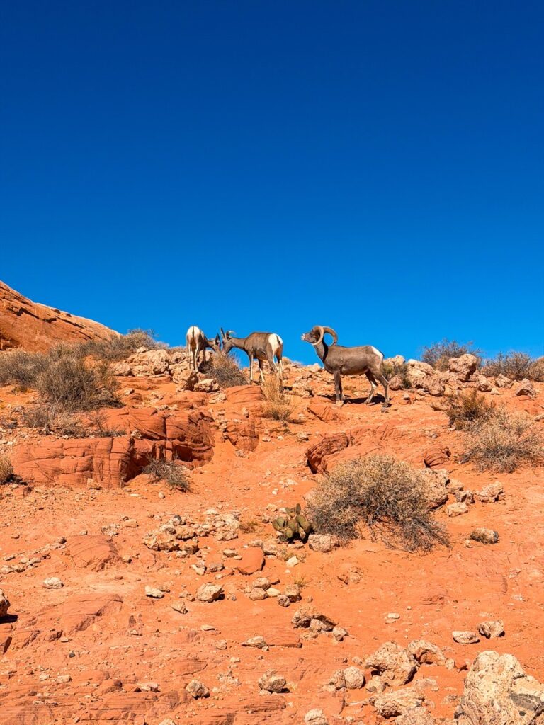 Desert bighorn sheep standing on a red rock ridge in the Valley of Fire State Park