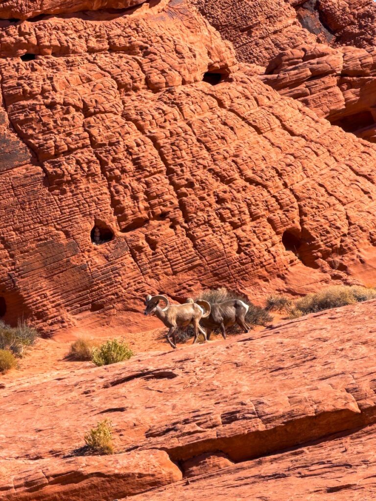 Desert bighorn sheep walking across red sandstone in the Valley of Fire State Park