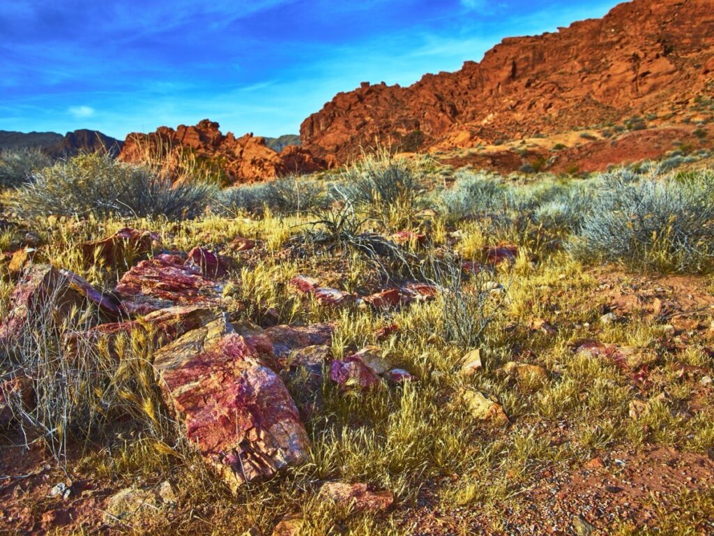 Colourful petrified logs scattered across the desert in the Valley of Fire State Park